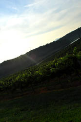 Vineyard on the Estate