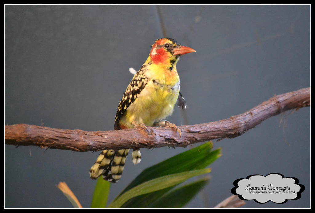 Polka Dotted Bird