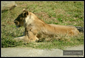 Lioness