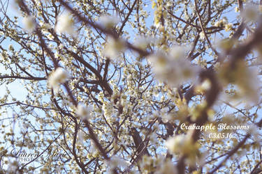 Crabapple Blossoms 2