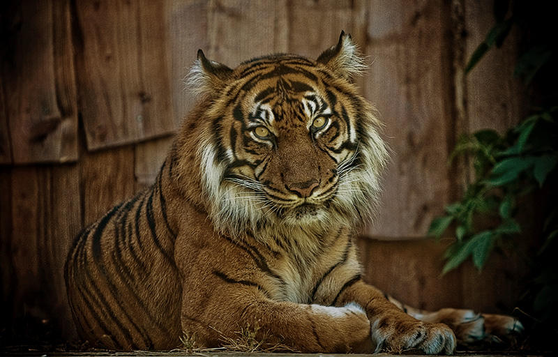 Tiger by fbuk