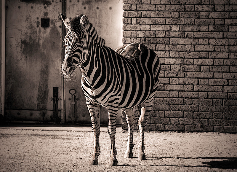 Zebra