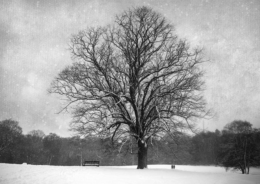 Snowy Walk