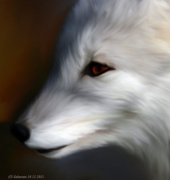 arctic fox