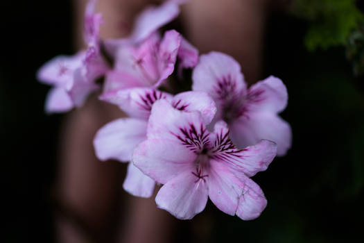 Pelargonium aciculatum 3