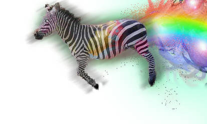 nyan zebra 2