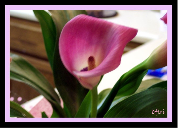 calla lily love 1