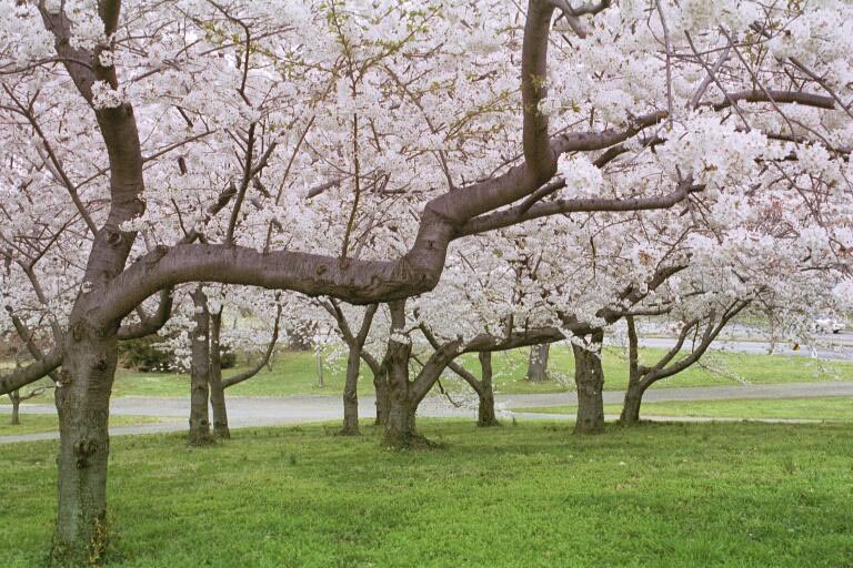 Cherry Tree Branch