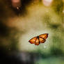 Butterfly on a Window