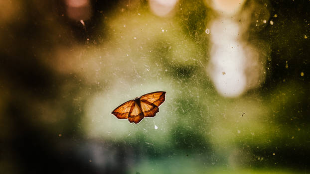 Butterfly on a Window