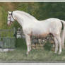 Old Cremello Stallion