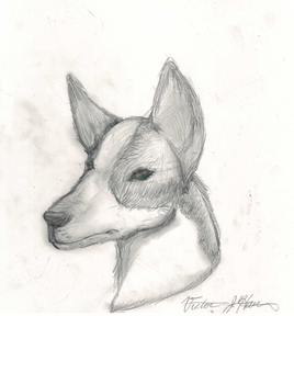 Ibizan Hound