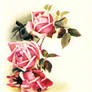 More vintage roses...