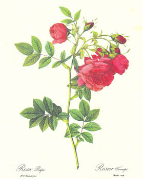 Rosa Rapa