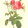 Rosa centifolia foliacea