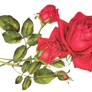 Rose Red