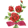 Red Rose png