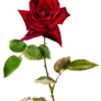 Jinifur Red Red Rose