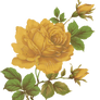 Jinifur Yellow Rose