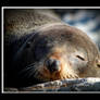Seal New Zealand