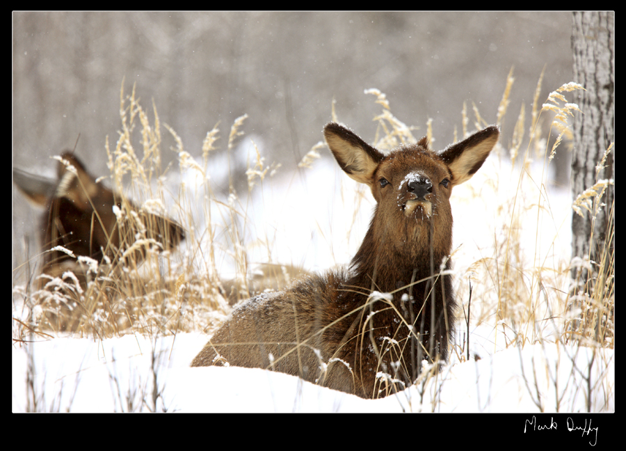 Wild Elk Saskatchewan