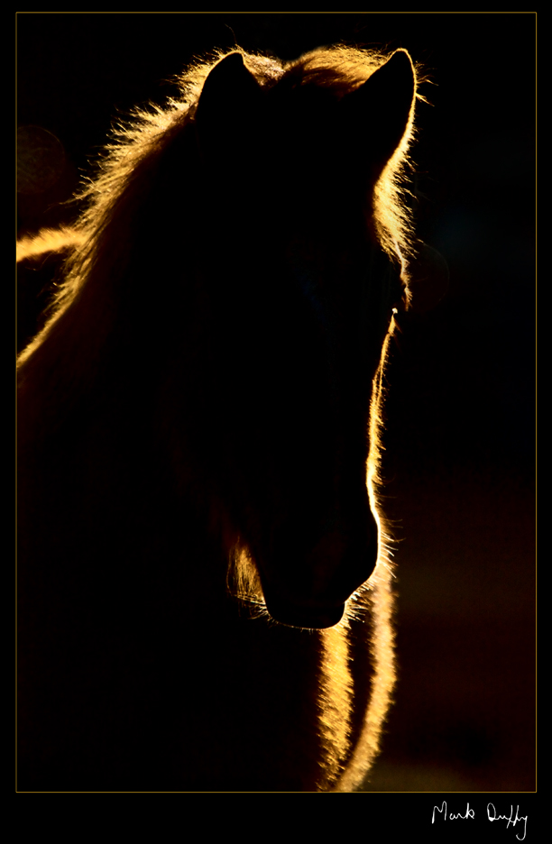 Sunset Horse 2