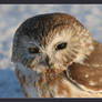 Owl in Snow