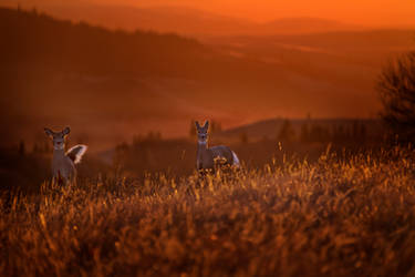 Deer Sunset