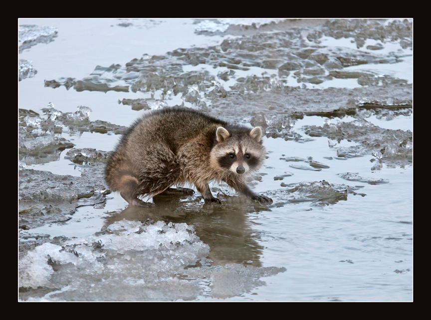 Ice Racoon Ice Flow Racoon by pictureguy on DeviantArt