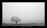 Frosty Day by pictureguy
