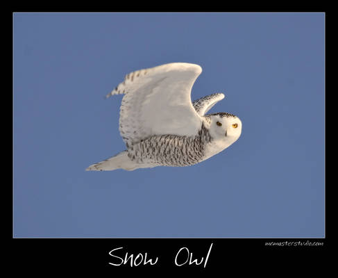 Snow Owl Canada