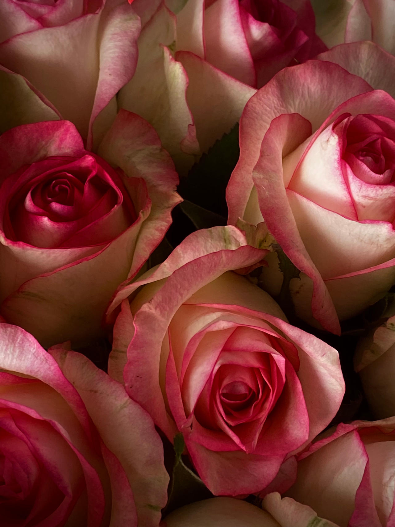 Anonymous Roses Roses by konfetka456 on DeviantArt