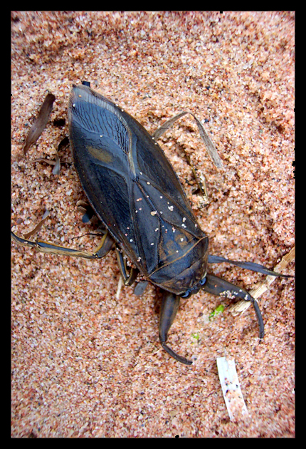 giant water bug