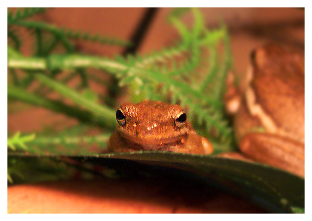 green treefrog