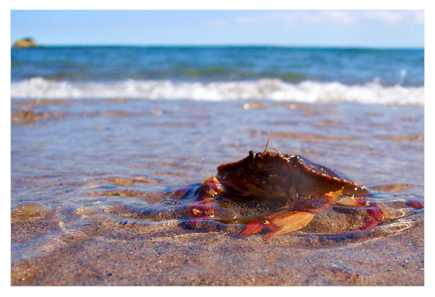 crabby in the water