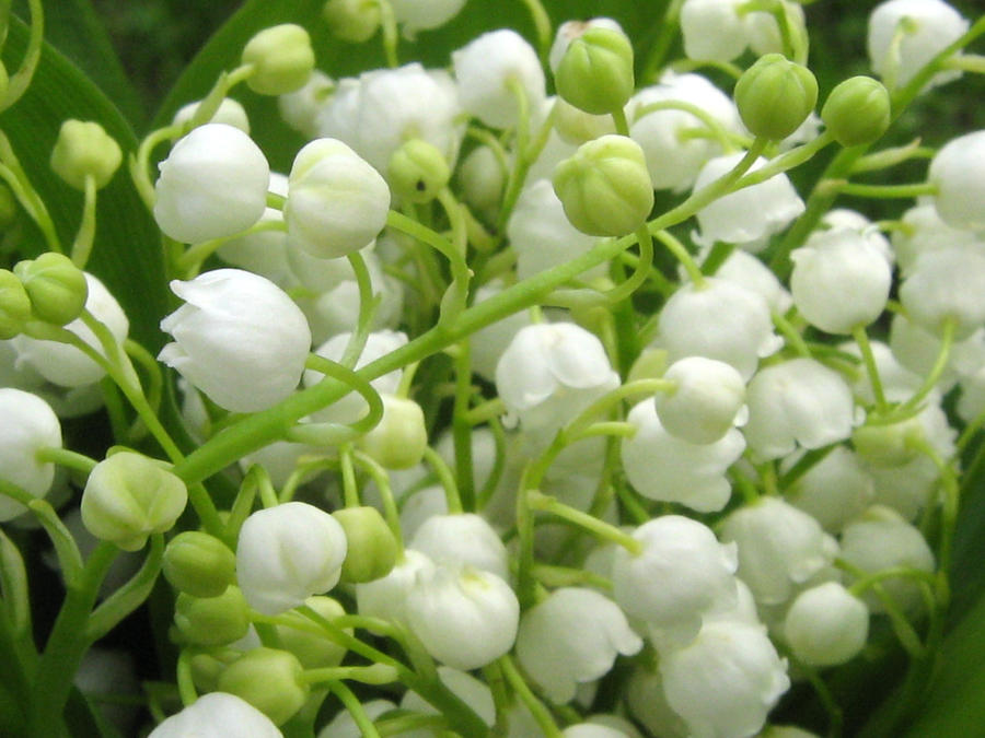 Lily of the Valley