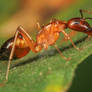 Big Red Ant