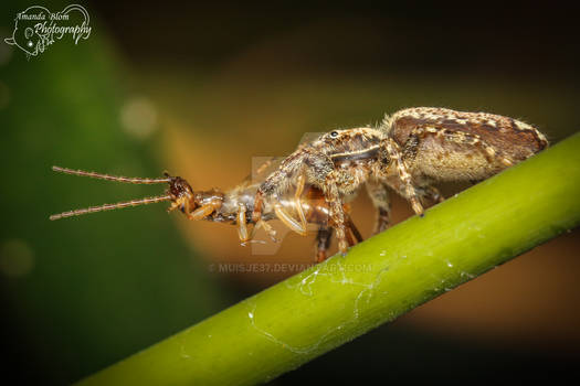 Marpissa muscosa with Dermaptera