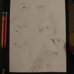 practicing birds