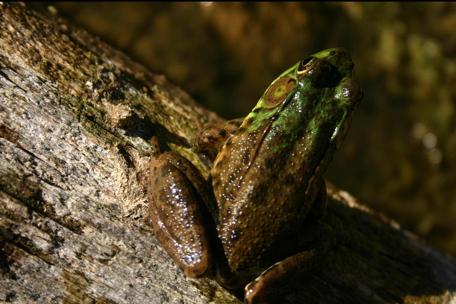 ribbit by threepointonefour on DeviantArt