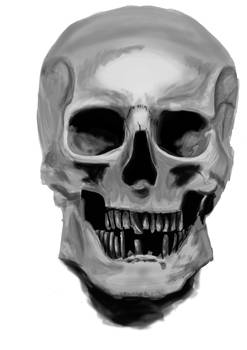 Skull Shading Exercise