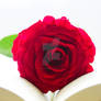 R for Red Rose