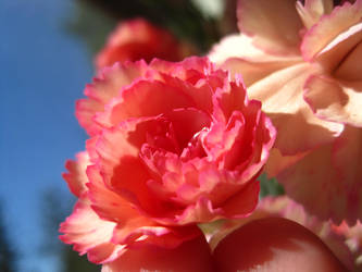 Carnations in Springtime