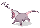 screaming possum