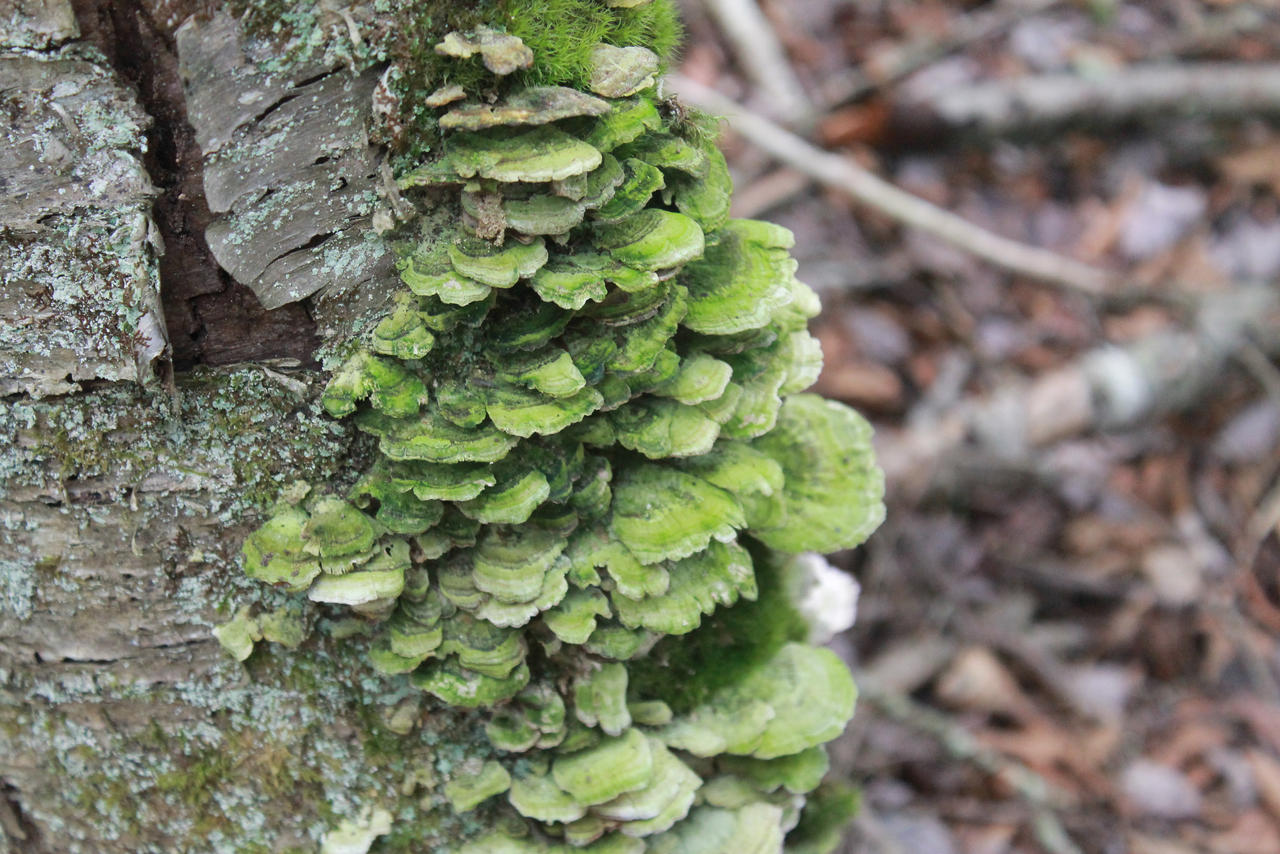 Green fungi