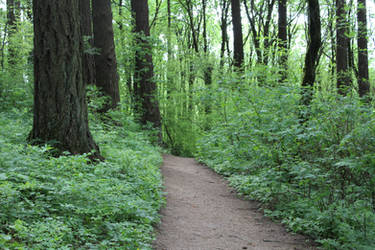 Path into the Magic Forest