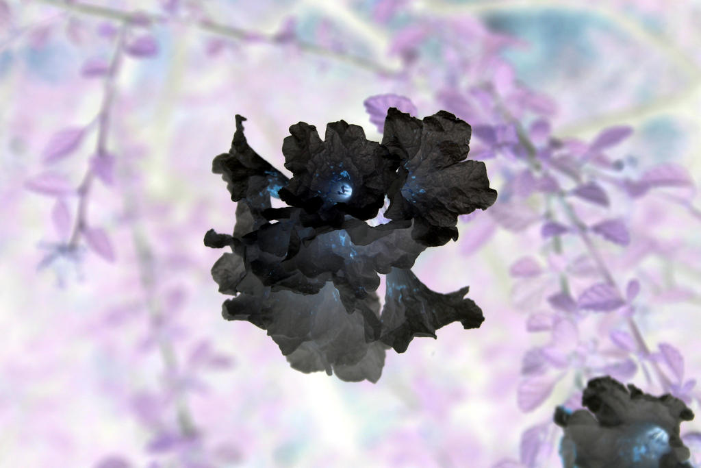 Inverted Rose Flower White Flowers Inverted by arclance on DeviantArt
