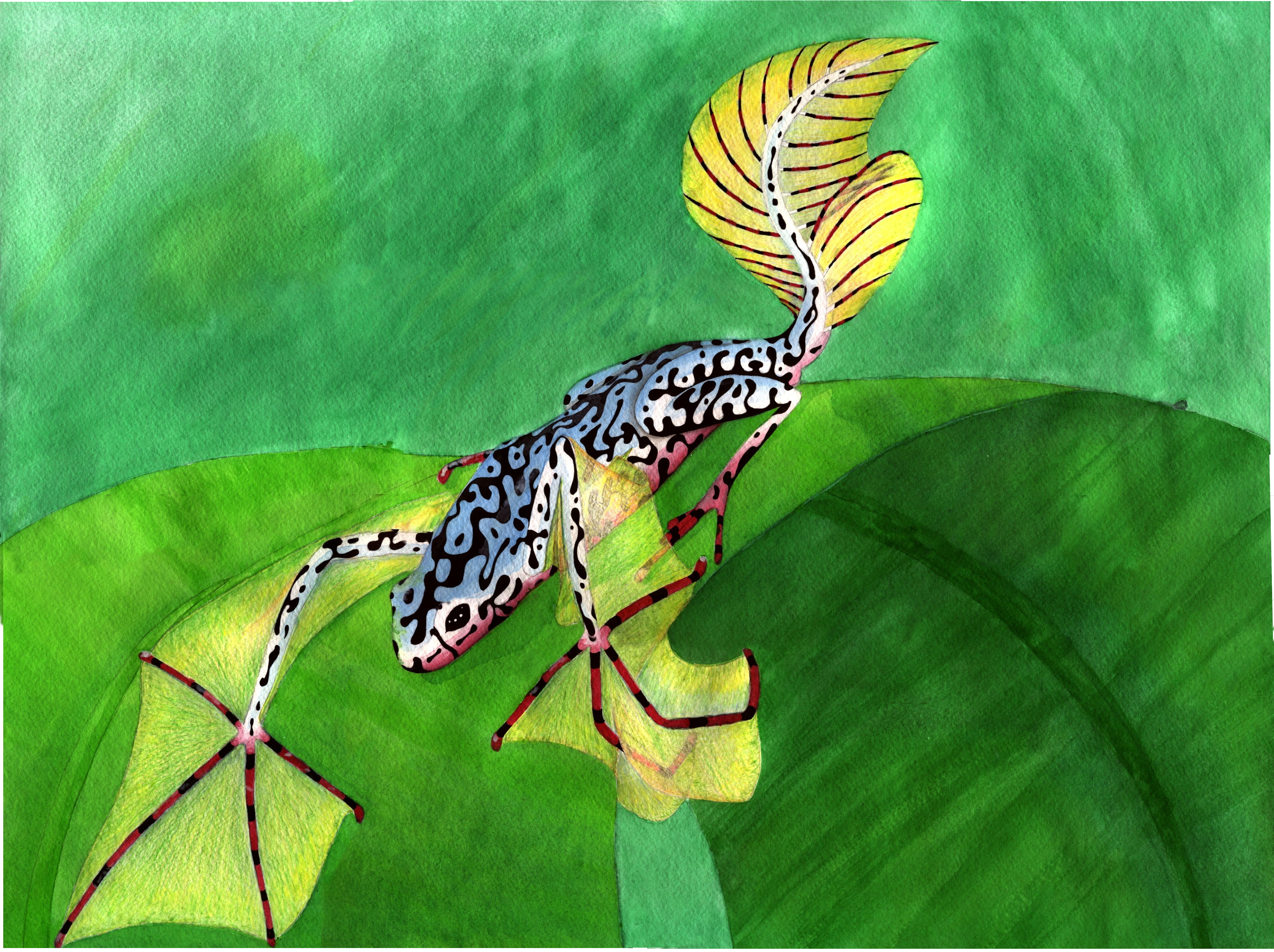 Poison Dart Frog Dragon