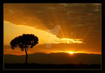 Sunrise Tree by Hassan9