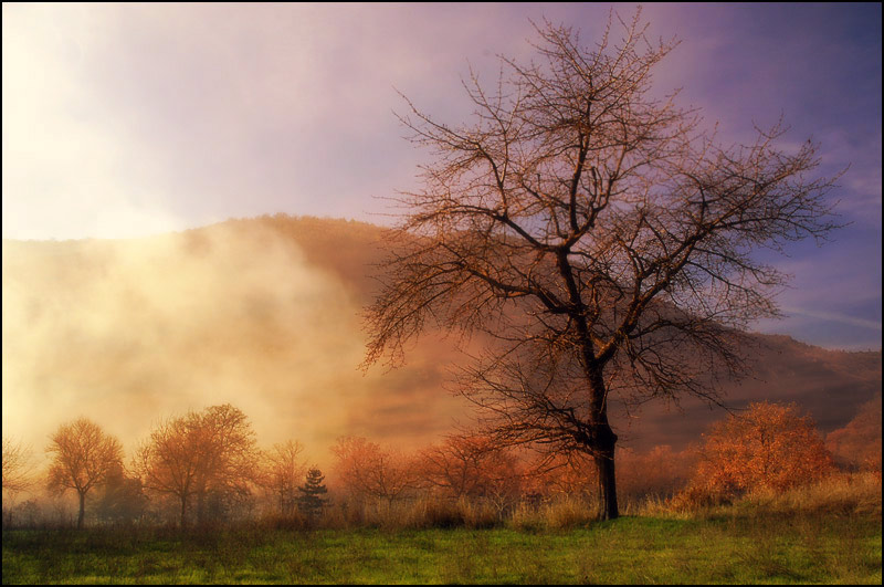 Fog and Light